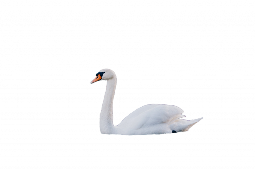 Beautiful white duck transparent free download