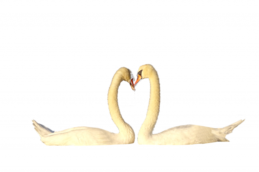 Couple duck in love white colour transparent free download