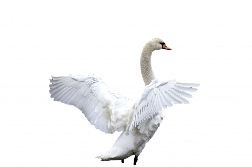 Duck flying white colour transparent free download