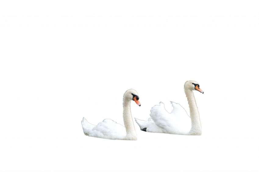 Two duck's white colour transparent free download