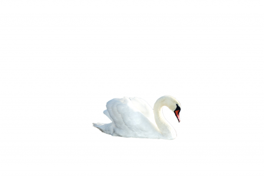 Beautiful white duck transparent free download
