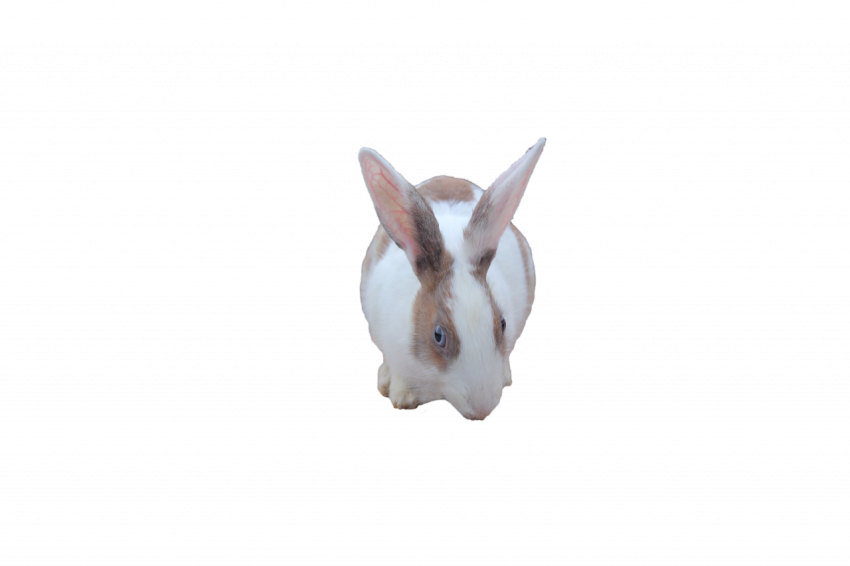 Rabbit white and brown beautiful rabbit animal transparent free download