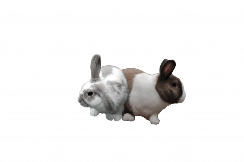 Two beautiful rabbit jungle rabbit animal transparent free download