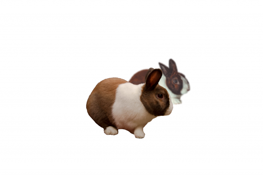 Two cute animal rabbit png free transparent background