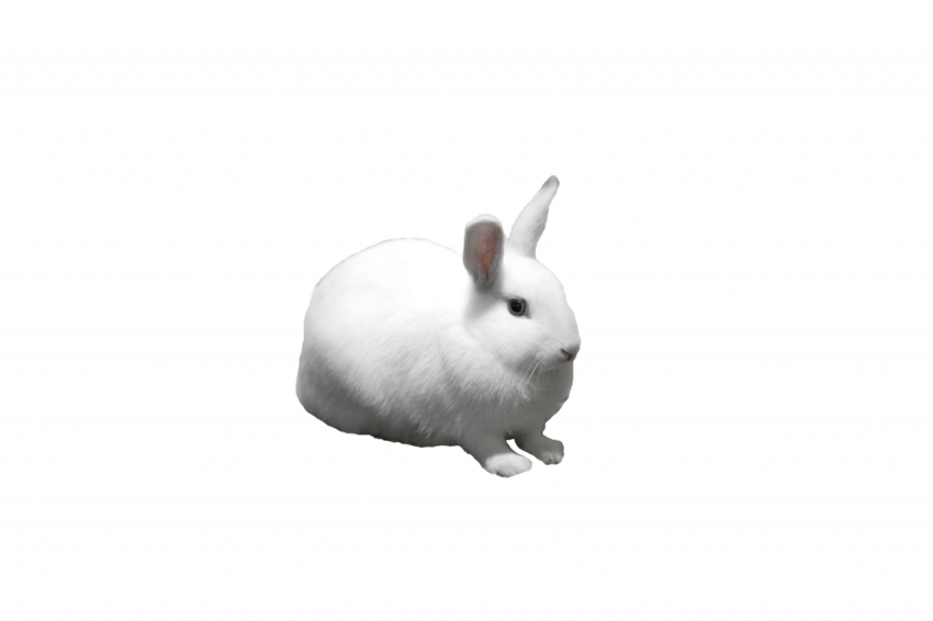 Png free white rabbit beautiful transparent free download