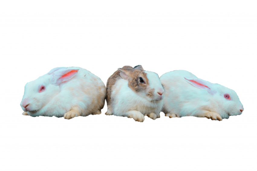3 rabbit's animal transparent free download