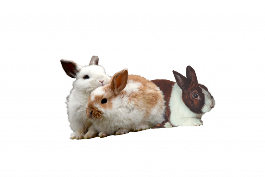 three beautiful colourful rabbit's free transparent background