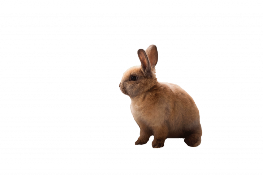 Brown rabbit animal transparent free download