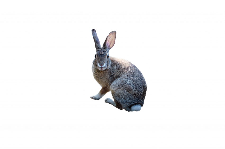 Grey rabbit animal transparent free download