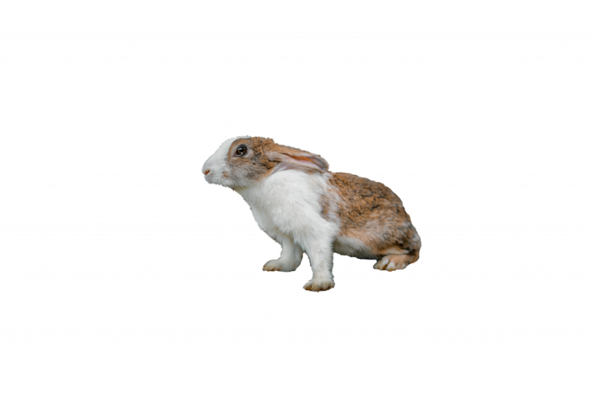 White and brown rabbit animal transparent free download