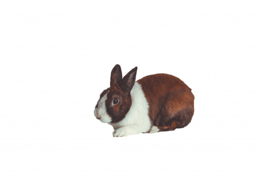 Png Rabbit animal white and brown transparent free download