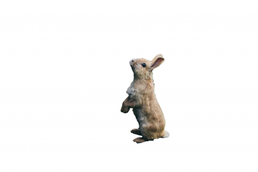 Light brown standing rabbit animal transparent free download