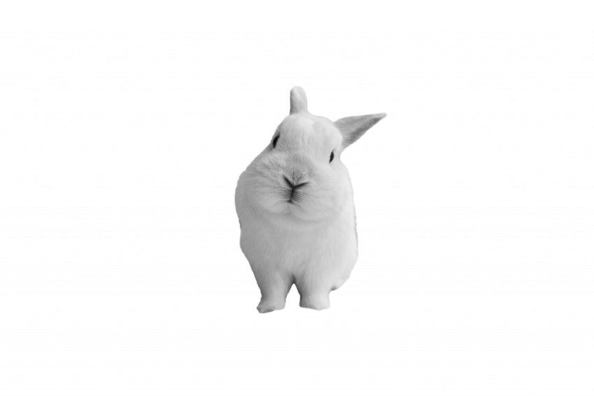 Png Cute rabbit animal transparent free download