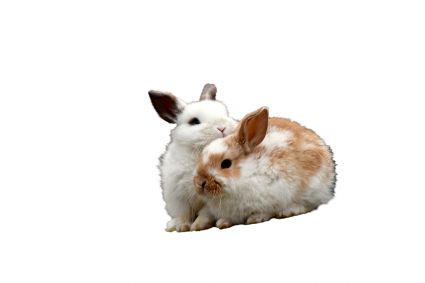 2 beautiful couple rabbit animal transparent free download