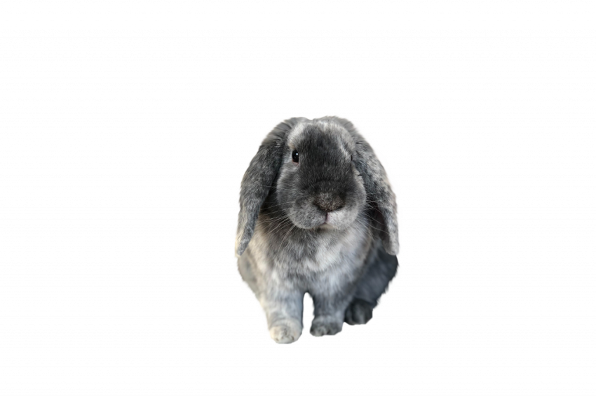 White and grey colour rabbit png free transparent download
