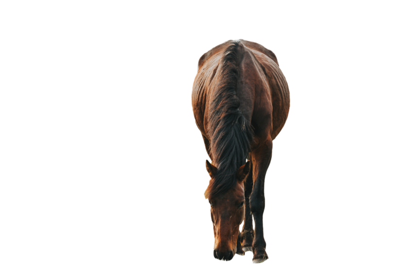 Real brown Horse, transparent background brown horse png free download