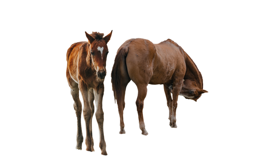 Horse with his baby standing pose transparent background png free download images