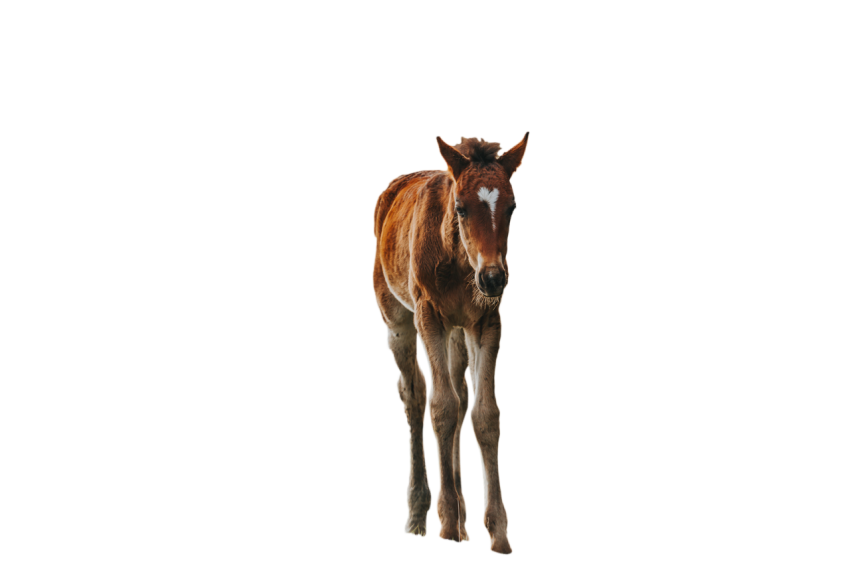 Brown Baby horse standing pose png free download transparent free