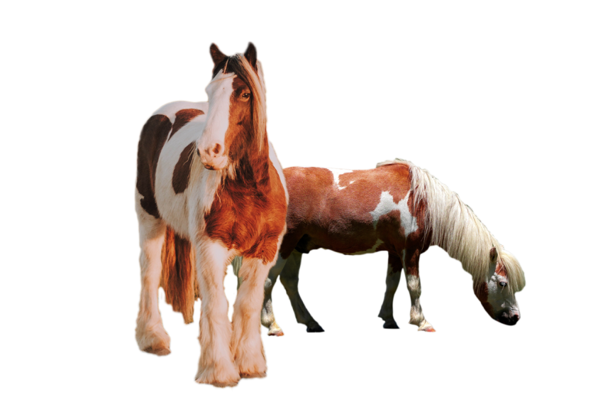 2 Gypsy vanner horse white and brown colour with long hair transparent background png free download