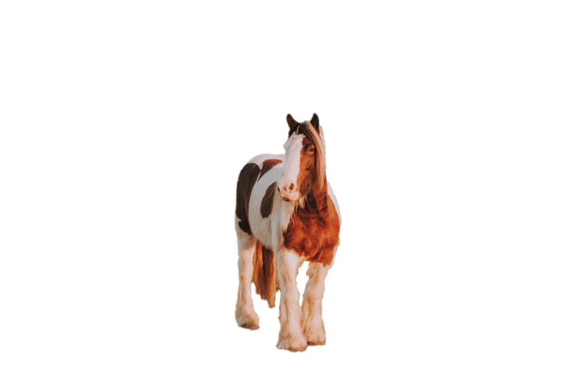 Gypsy vanner Horse white and brown colour with long hair png free download transparent background