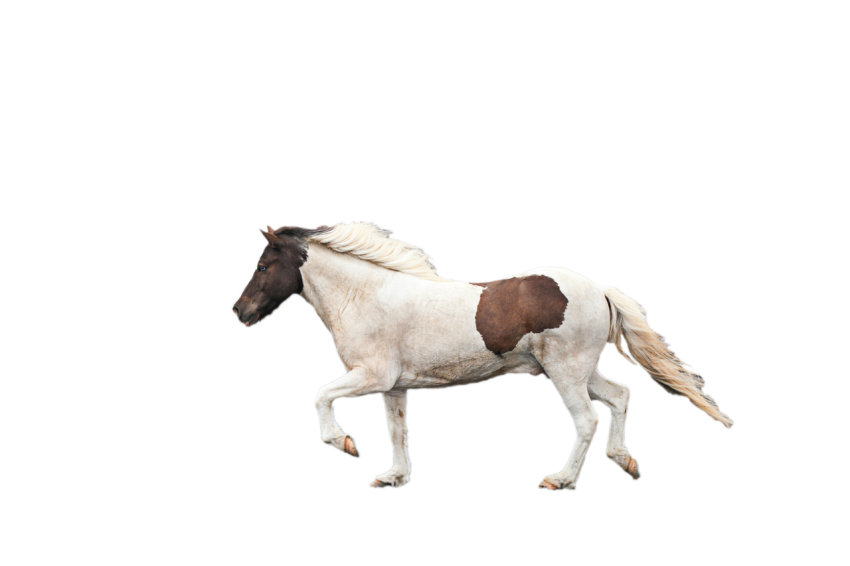 Realistic Running Horse white and dark brown colour png free download transparent background