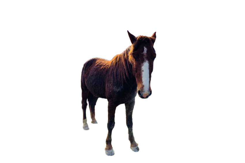 Kid Horse dark brown colour transparent background png free download