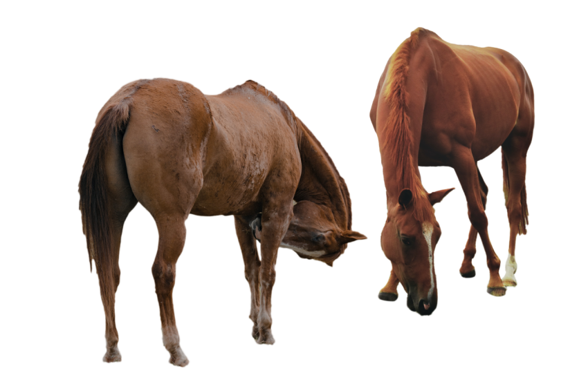 2 young horses isolated on transparent png free download