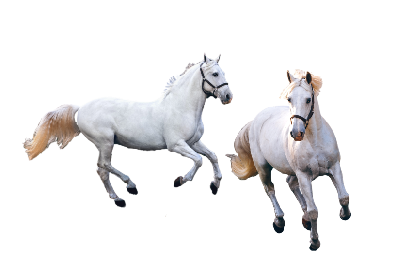 Beautiful two white Horse animal running on transparent background png free download