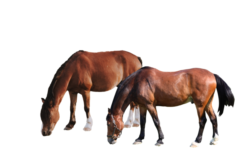 2 Australian horse together  brown colour illustration isolated transparent background png free download