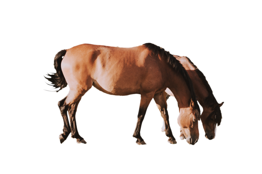 2 brown horse down neck isolated transparent background png free download