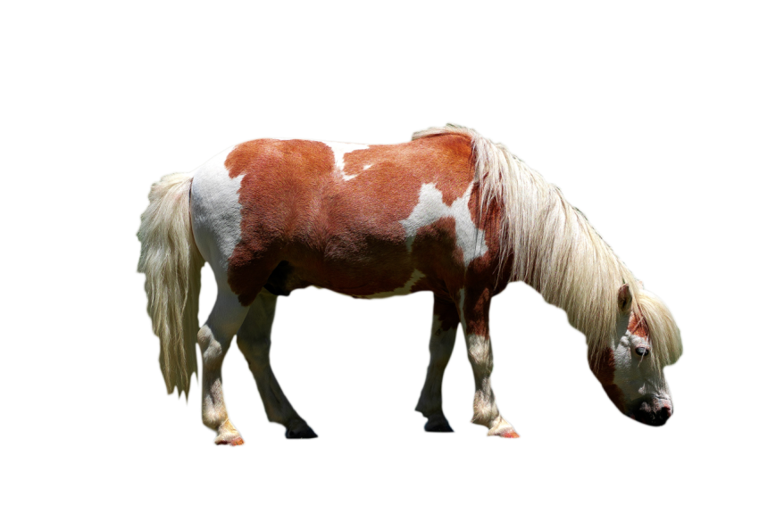 Gypsy vanner white and brown horse isolated with long hair png free download