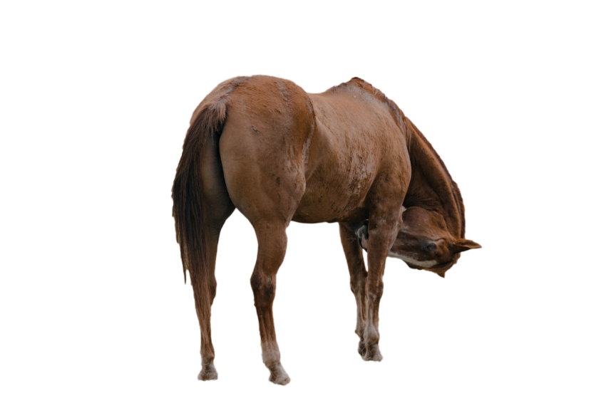 Brown realistic horse folding neck transparent background png free download