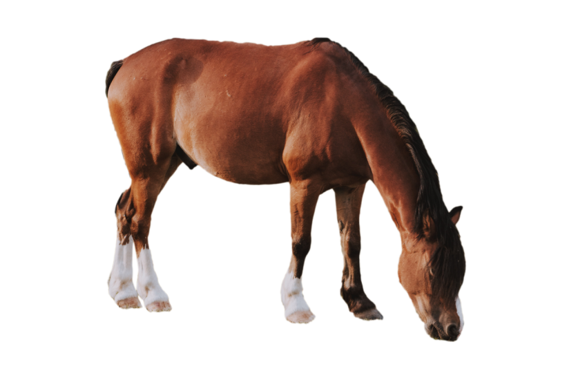 Brown Australian horse down neck on transparent background png free download