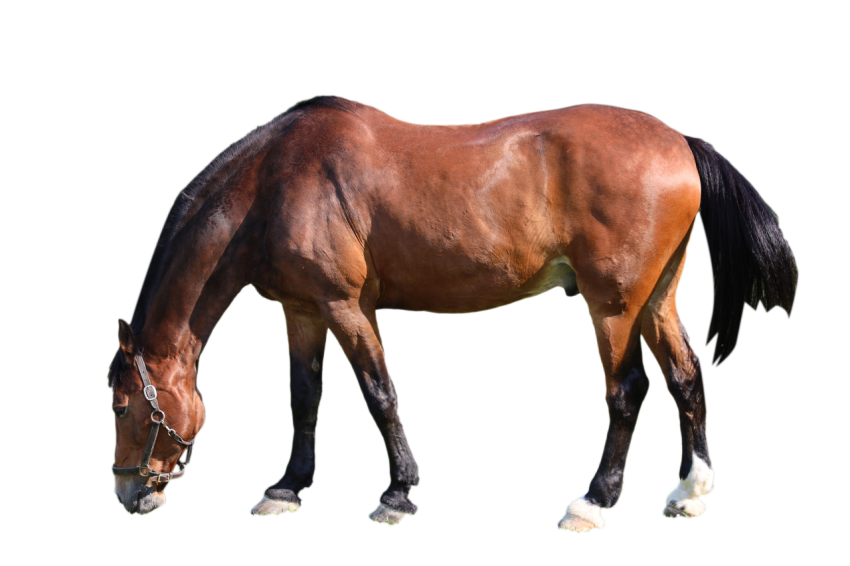 Australian Horse brown colour transparent background png free download