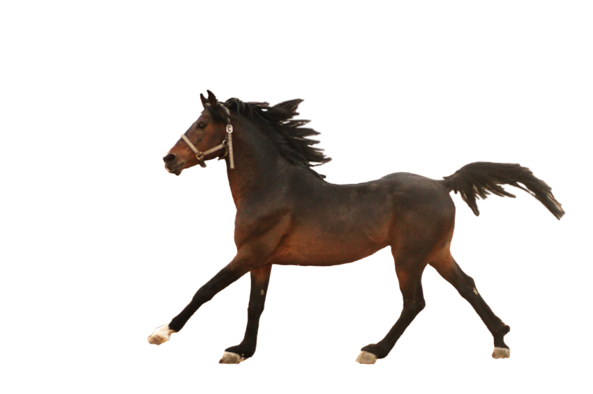 Realistic Running horse dark brown colour isolated on transparent background png free download