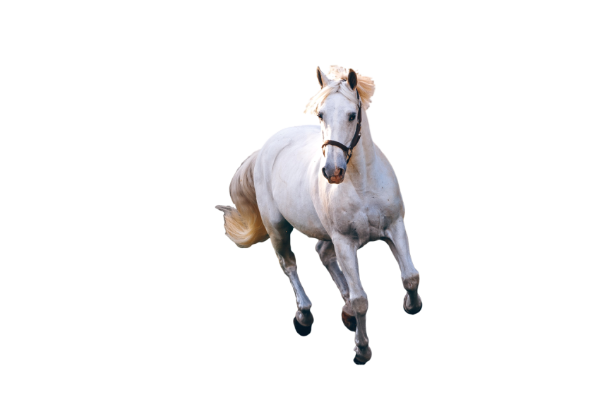 Beautiful White Horse running illustration isolated on transparent background png free download