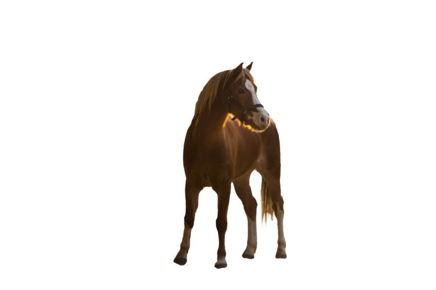 Transparent Real Brown Horse face lifting png free download