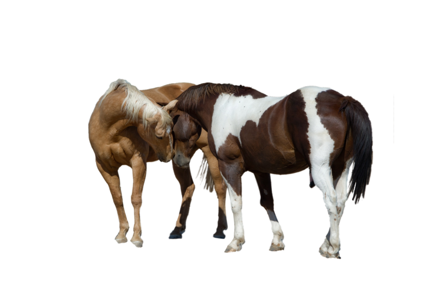 Couple Horse, two horse mating together transparent background png free download