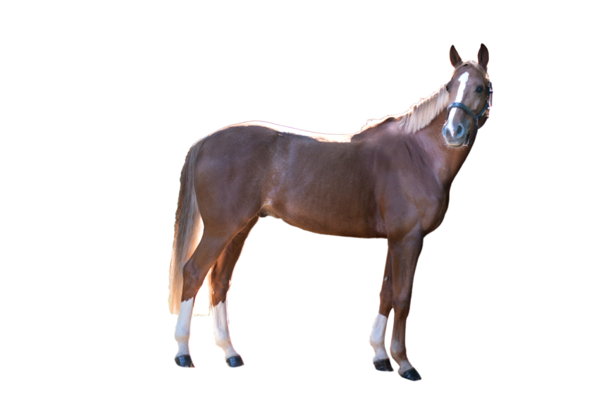Real American brown horse isolated on transparent background png free download