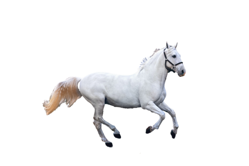 Beautiful white Horse illuststration isolated on transpaparent background png free download
