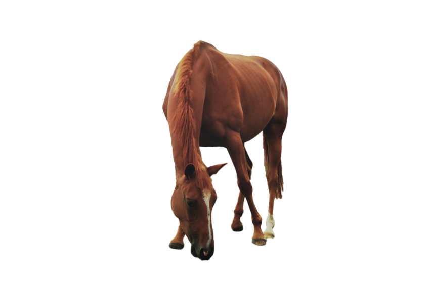 Standing Horse brown colour png free download transparent background