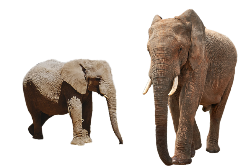 Walking Elephant with his baby on transparent background png free download