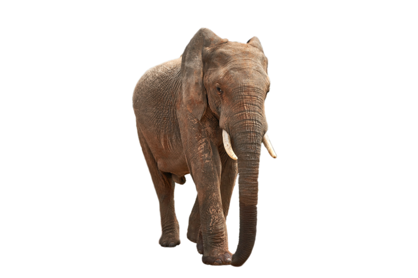 Standing Old Elephant on transparent background png free download