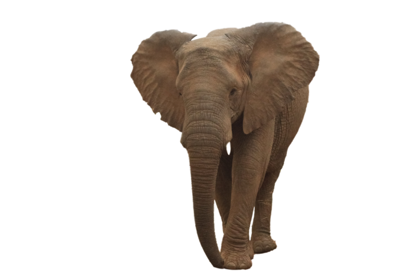 African Elephant brown colour with open ear transparent background png free download