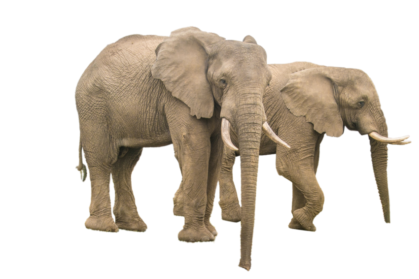 2 African Elephant grey colour with teeth png free download transpareent background