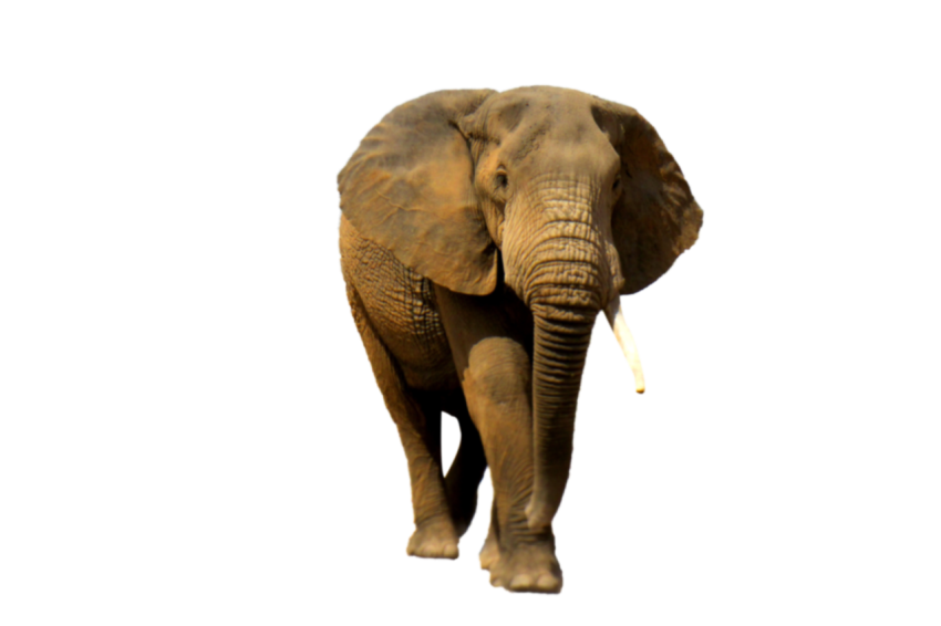 Old Elephant with one teeth transparent background png free download