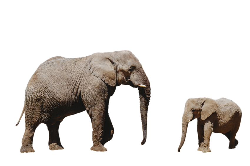Standing pose African Elephant with his baby transnsparent background png free download