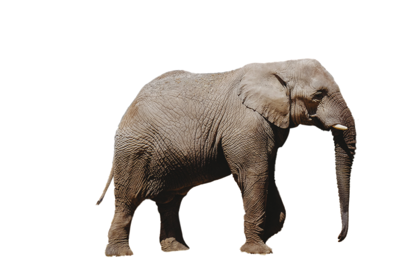 Standing Pose Elephant grey colour transparent free png free download