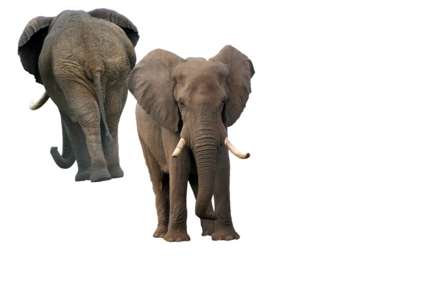 2 Elephant, 1 elephant back side 1 elephant broken teeth transparent background png free download