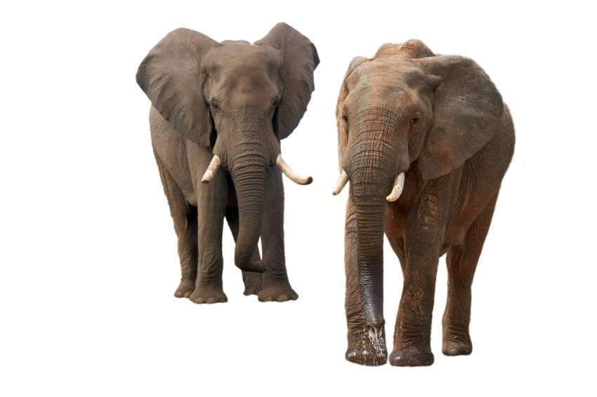 2 standing pose elephant,Broken teeth Elephant with idle pose elephant transparent background png free download